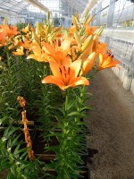 [4063 Dunes No101.JPG]